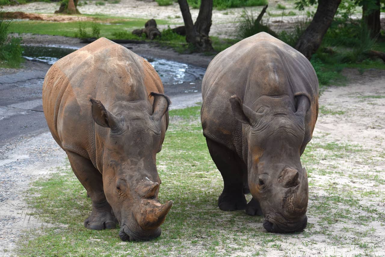 Rhinos – Disney Animals