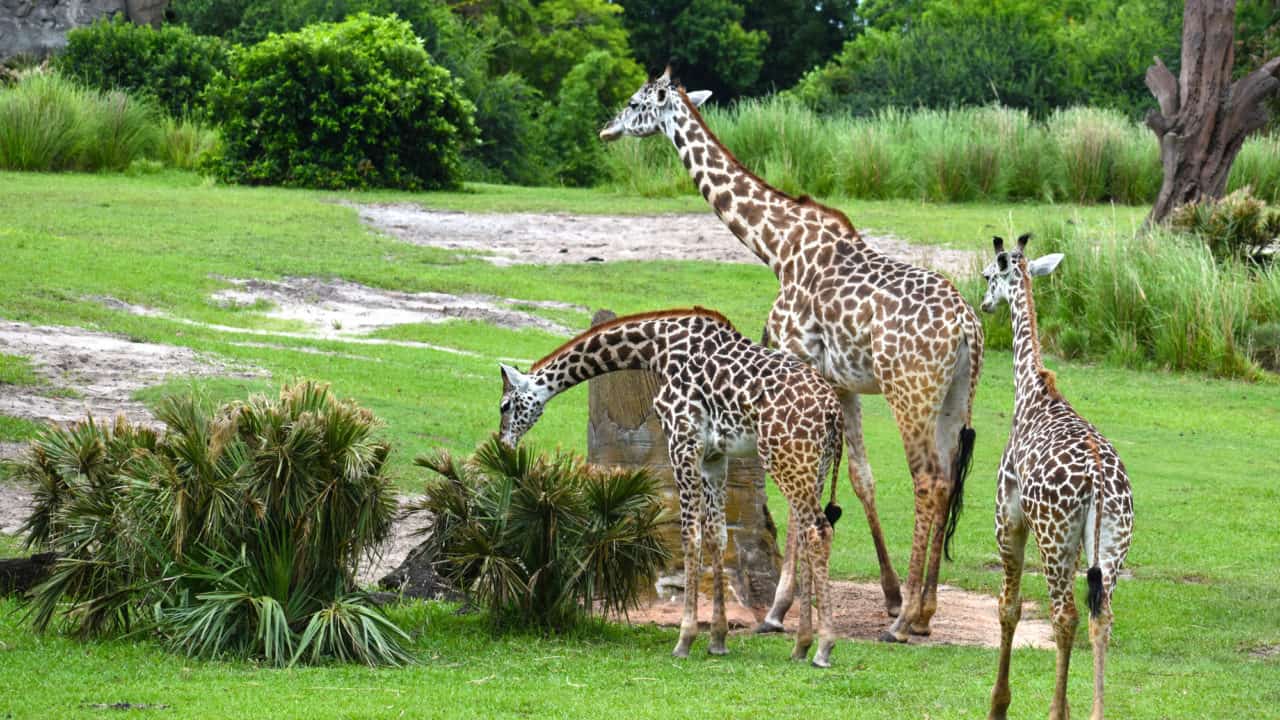 A tower of giraffes at Kilimanjaro Safaris at Disney's Animal Kingdom