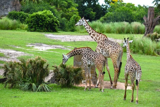Best Animal Kingdom Rides and Attractions