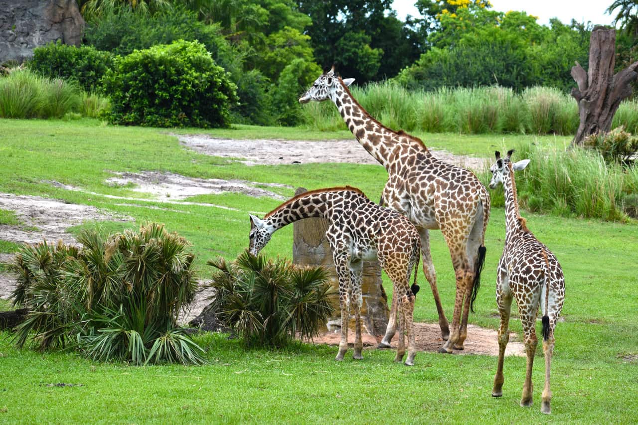 A tower of giraffes at Kilimanjaro Safaris at Disney's Animal Kingdom