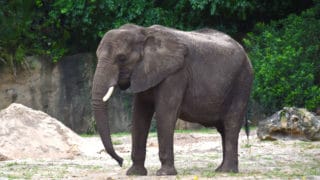 African Elephants – Disney Animals