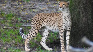 Cheetahs – Disney Animals