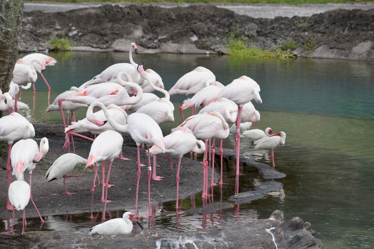 Flamingos – Disney Animals