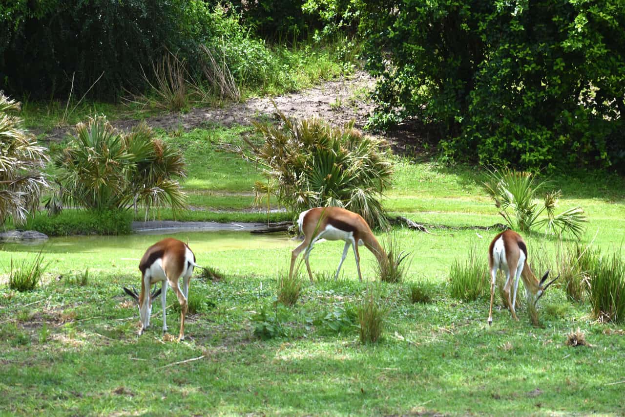 Gazelles – Disney Animals