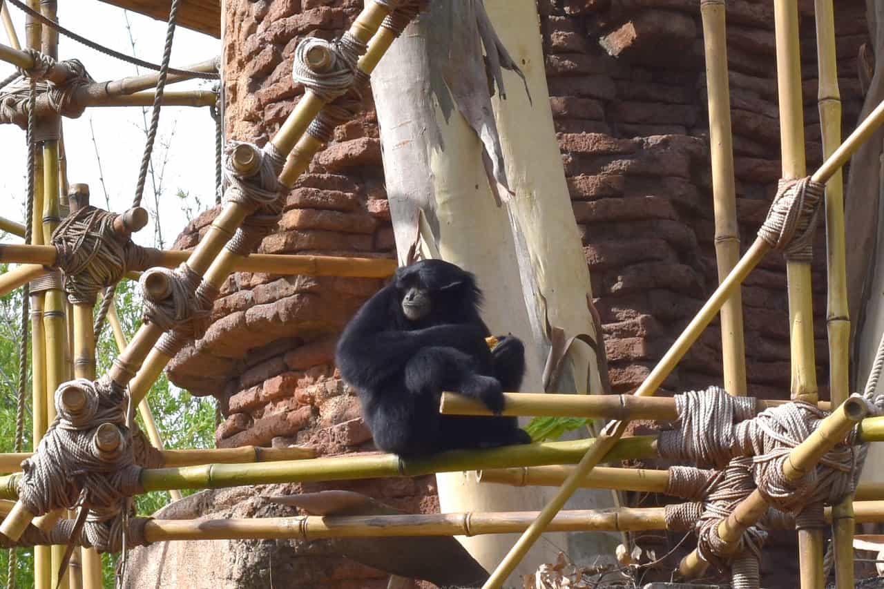 Gibbons – Disney Animals