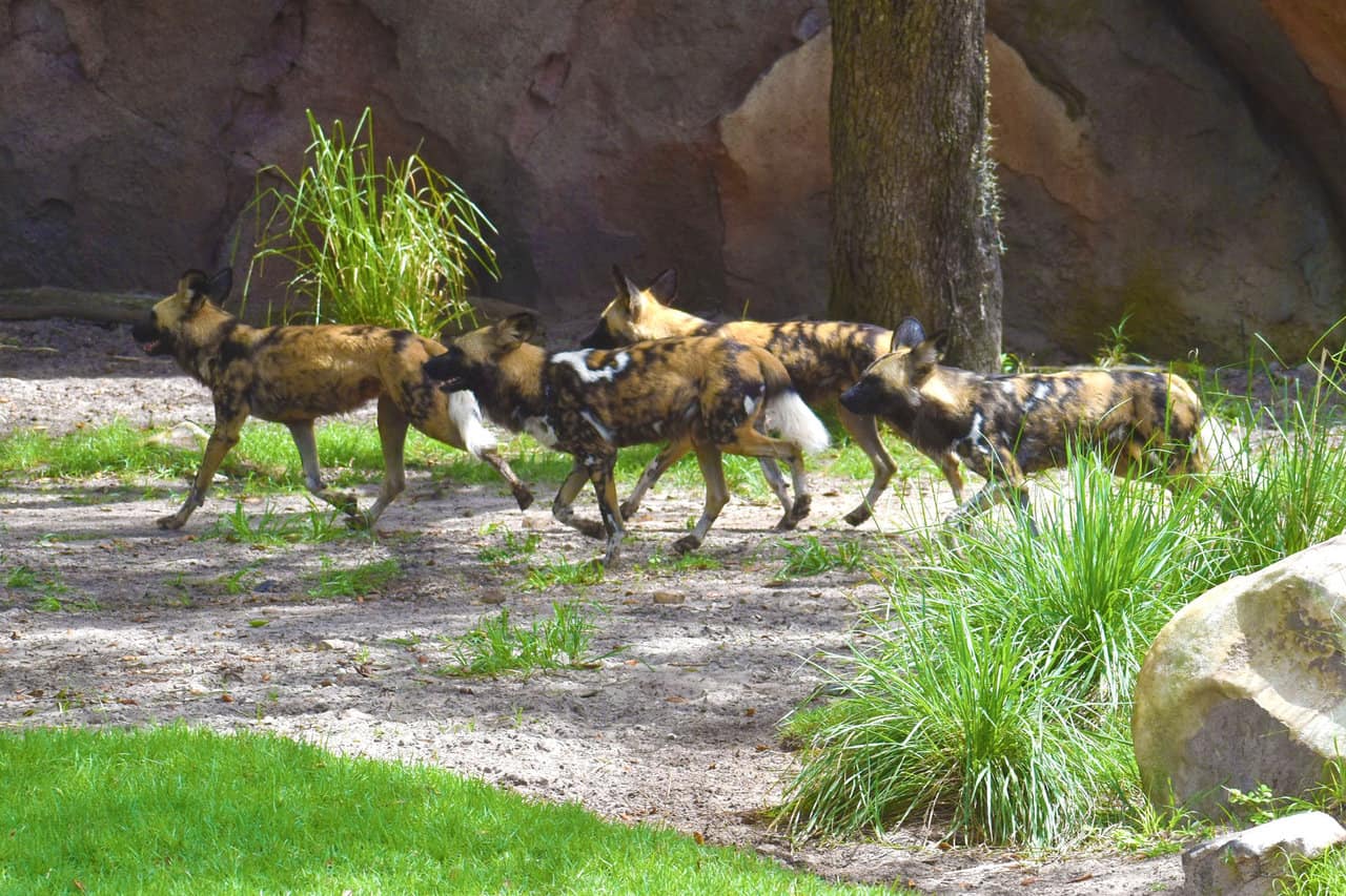 Hyenas – Disney Animals