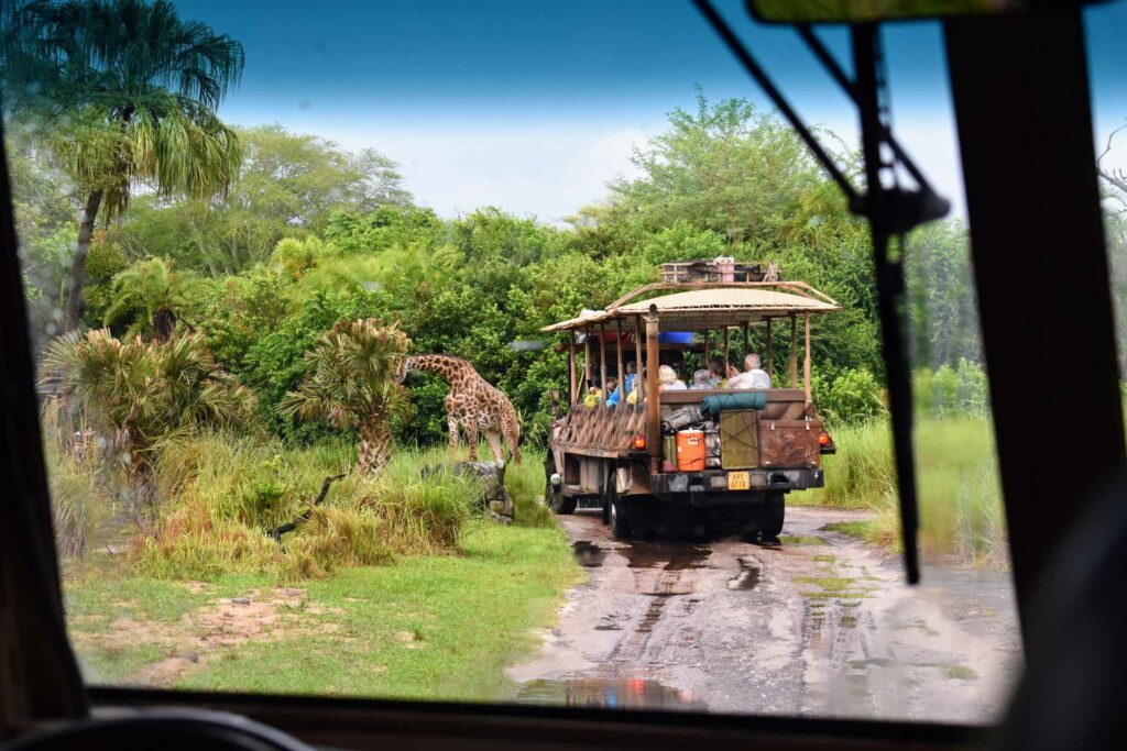 The animals in safari actually prefer rain!